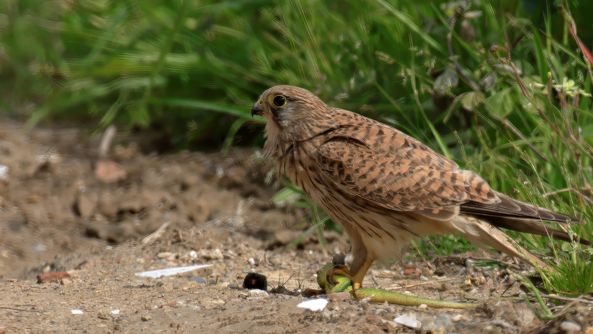 Eurasian Kestrel
